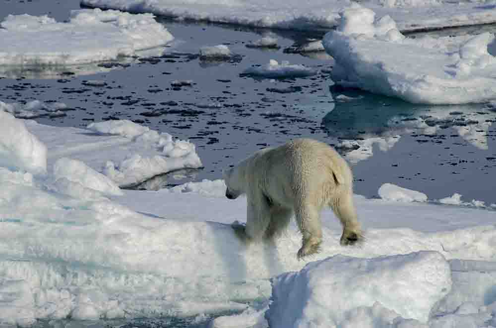 Oso Polar - islas Svalbard - Noruega 10.jpg